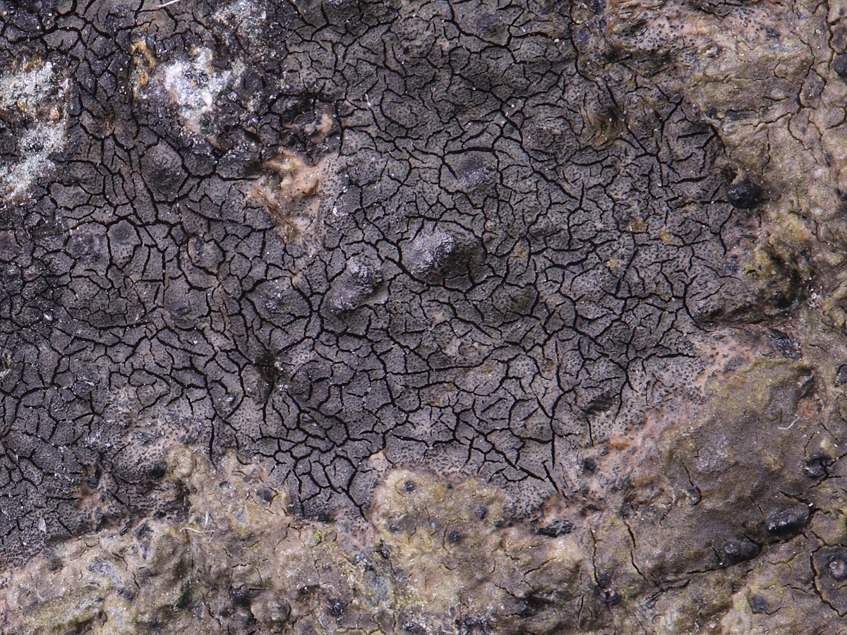 Hydropunctaria oceanica (door Henk-Jan van der Kolk)