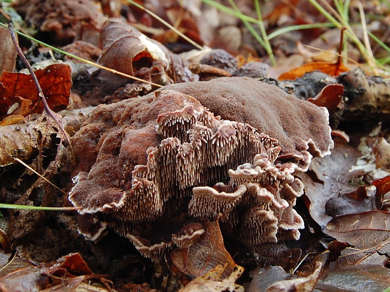 Hydnellum spongiosipes (door Kees Roobeek)