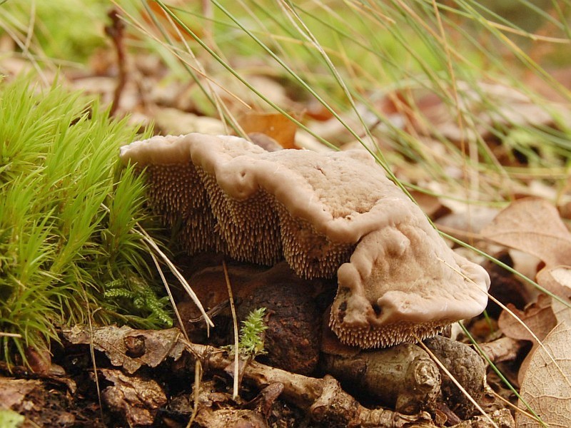 Hydnellum spongiosipes (door Kees Roobeek)