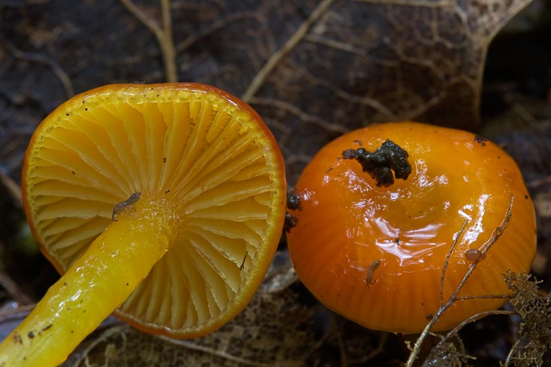 Hygrocybe glutinipes (door Gerben Winkel)