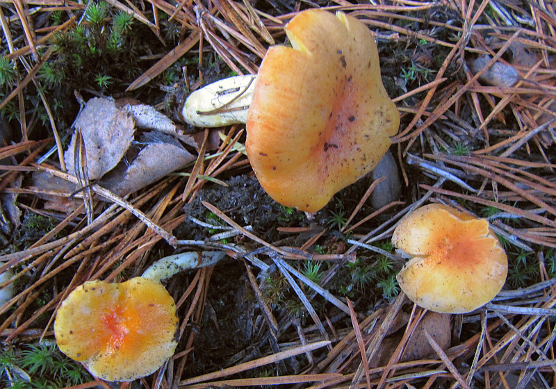 Hygrophorus hypothejus var. aureus (door Peter Eenshuistra )