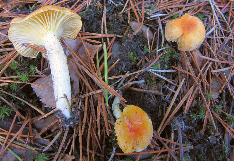 Hygrophorus hypothejus var. aureus (door Peter Eenshuistra )