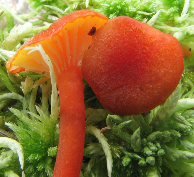 Hygrocybe coccineocrenata (door Bert Nijenhuis)