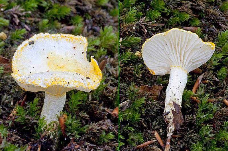 Hygrophorus chrysodon (door John Breugelmans)