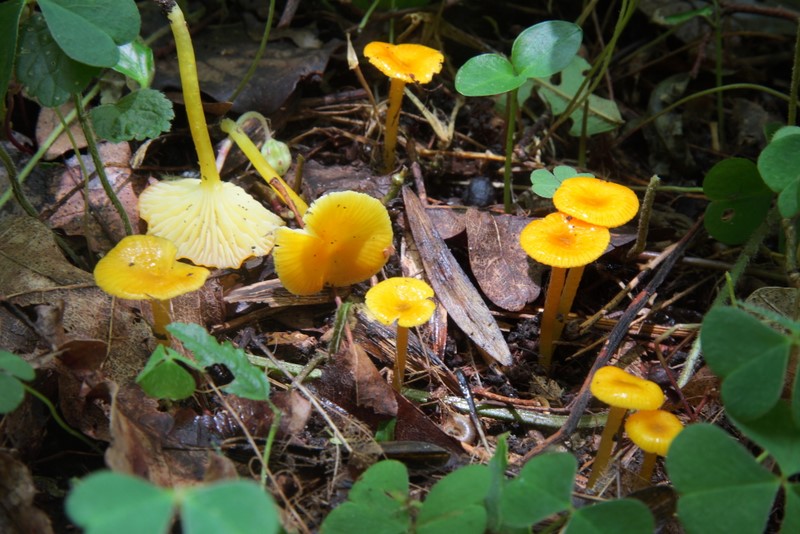 Hygrocybe glutinipes (door Aldert Gutter)