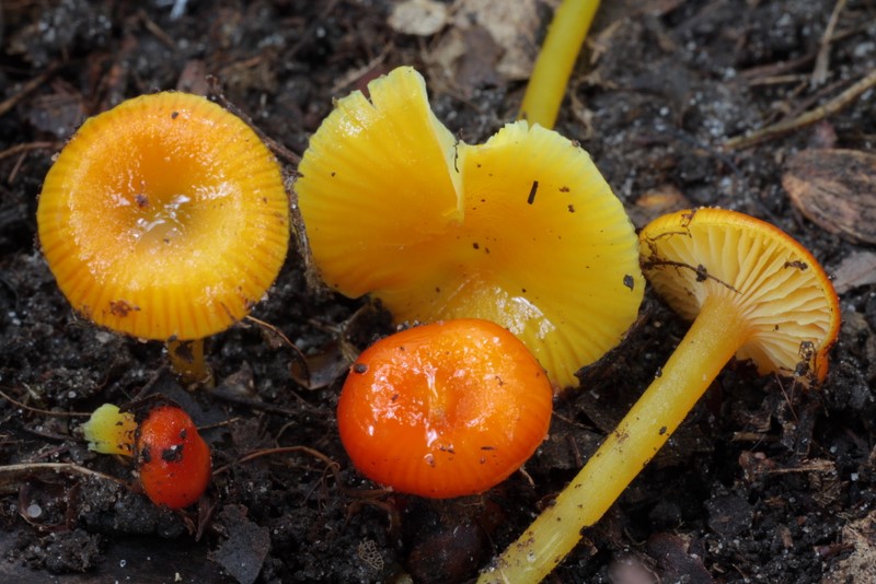 Hygrocybe glutinipes (door Aldert Gutter)