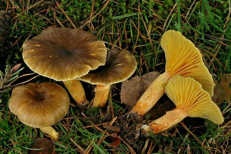 Hygrophorus hypothejus var. hypothejus (door Henk Huijser)