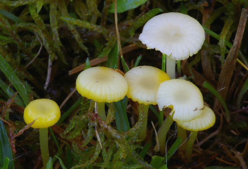 Hygrocybe vitellina (door Hannie Joziasse)