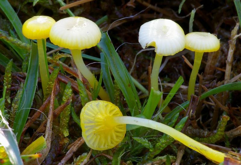 Hygrocybe vitellina (door Hannie Joziasse)