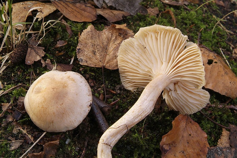 Hygrophorus nemoreus (door Marjon van der Vgte)