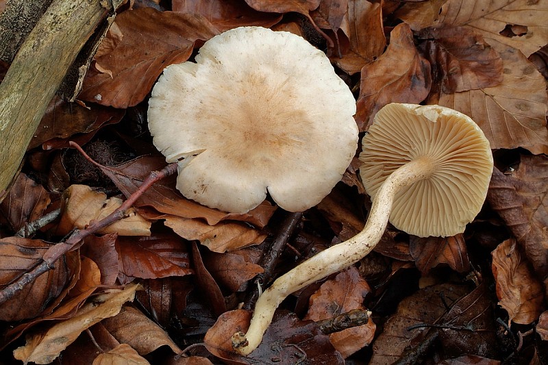 Hygrophorus nemoreus (door Marjon van der Vgte)