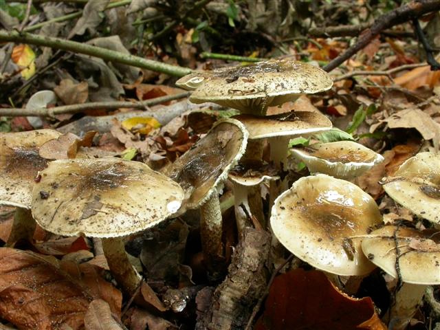 Hygrophorus persoonii (door Emma van den Dool)