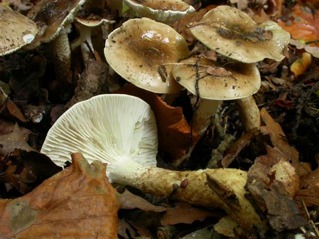 Hygrophorus persoonii (door Emma van den Dool)