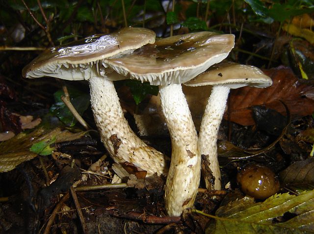 Hygrophorus persoonii (door Gert Immerzeel)