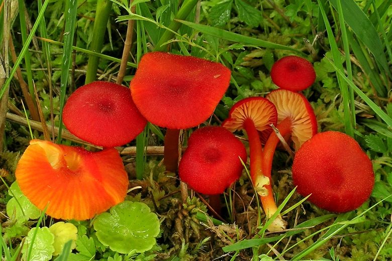 Hygrocybe helobia (door Henk Huijser)