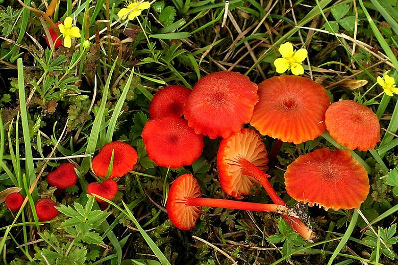 Hygrocybe helobia (door Henk Huijser)