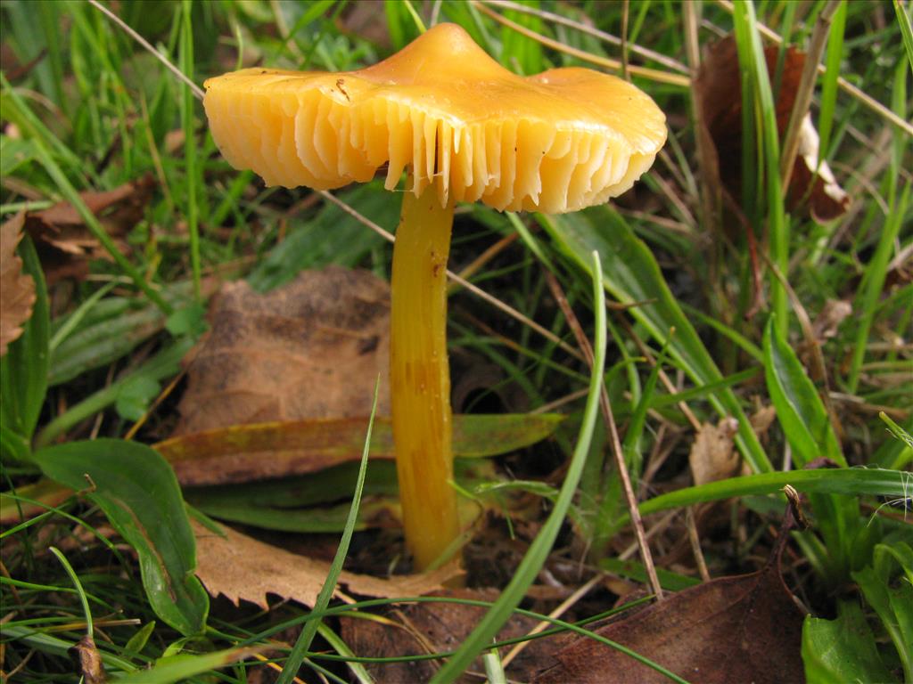 Hygrocybe acutoconica var. acutoconica (door J.L.J. Wolfs)