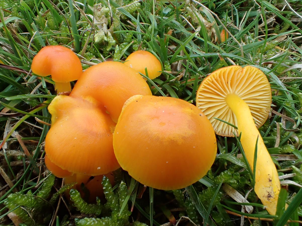 Hygrocybe ceracea (door Leo Jalink)