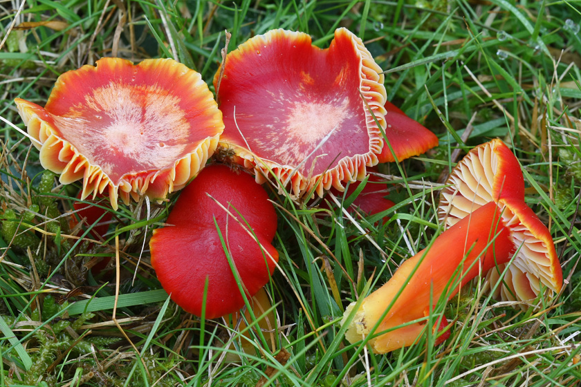 Hygrocybe coccinea (door Menno Boomsluiter)