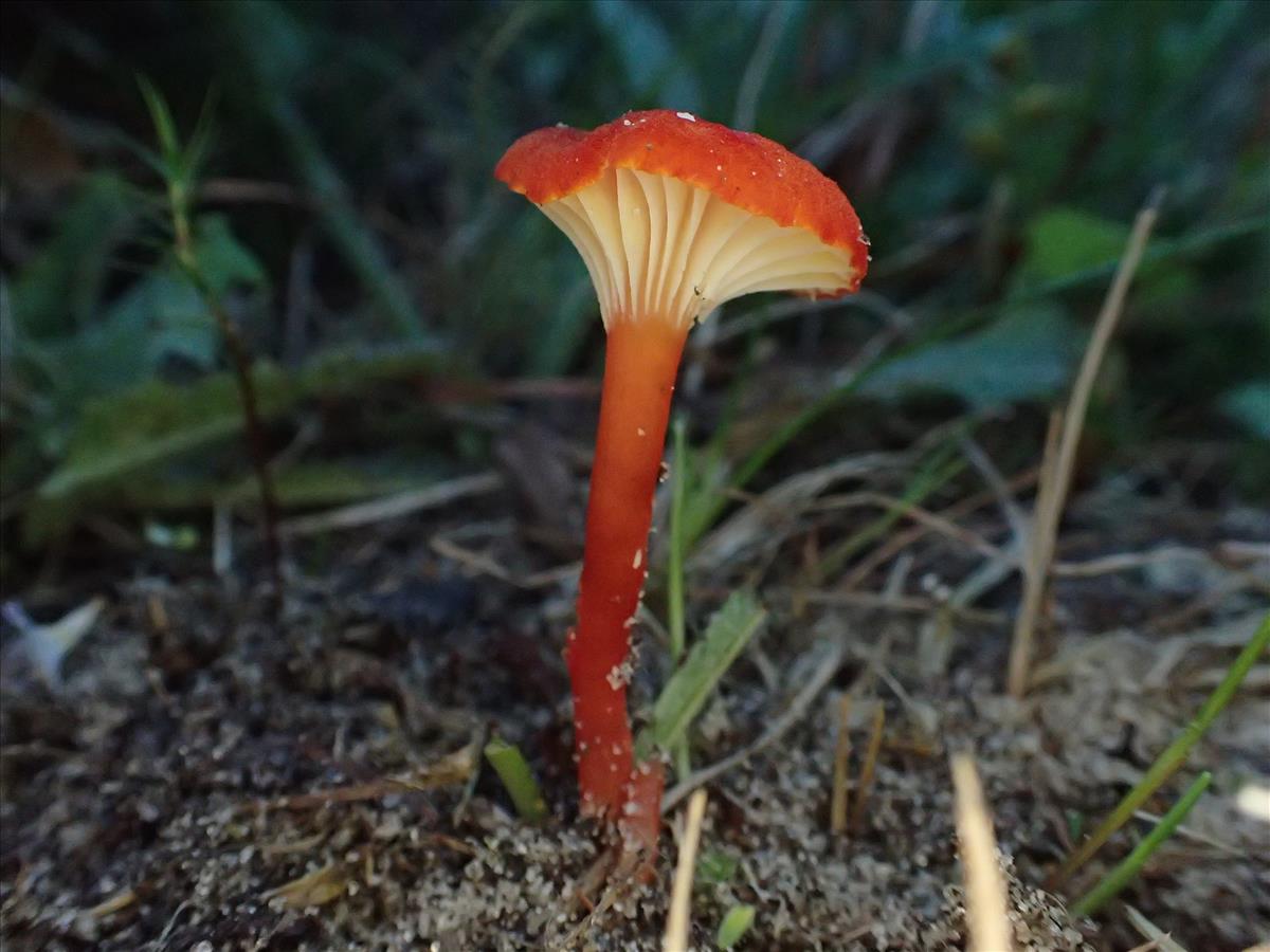 Hygrocybe coccineocrenata (door Leo Jalink)