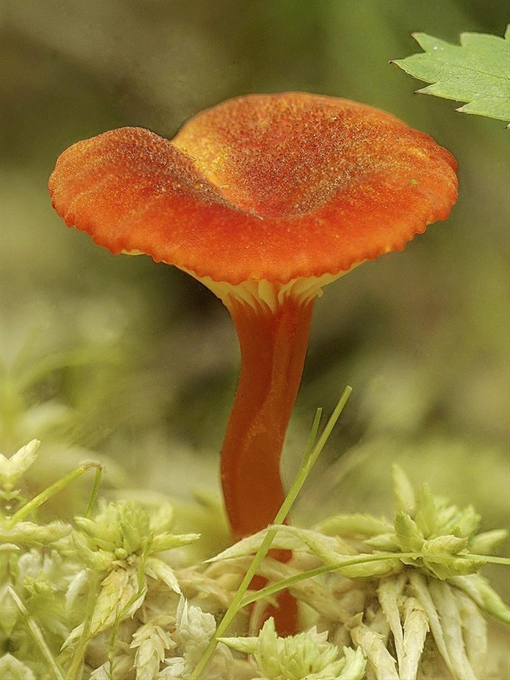 Hygrocybe coccineocrenata (door Machiel de Vos)