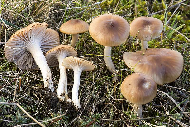 Hygrocybe colemanniana (door Nico Dam)