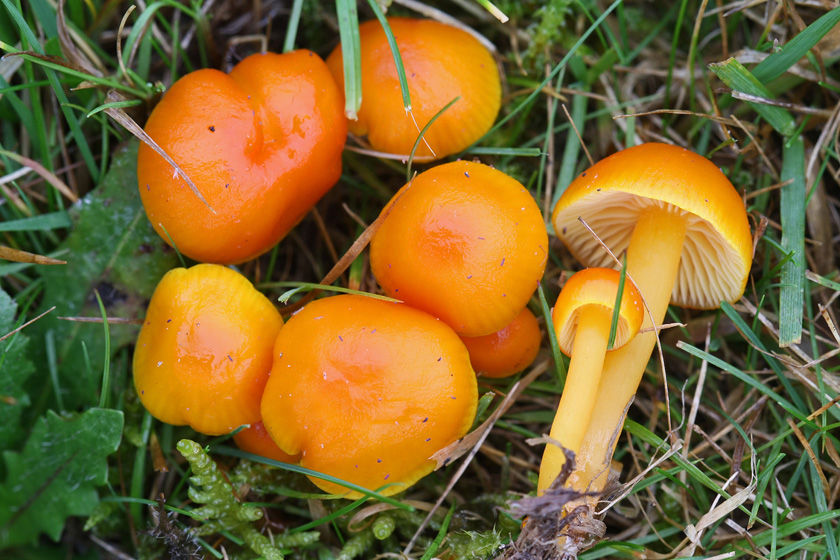 Hygrocybe chlorophana var. aurantiaca (door Menno Boomsluiter)