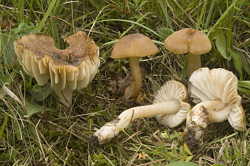 Hygrocybe ingrata (door Nico Dam)