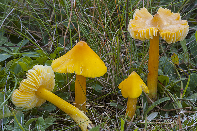 Hygrocybe konradii (door Nico Dam)