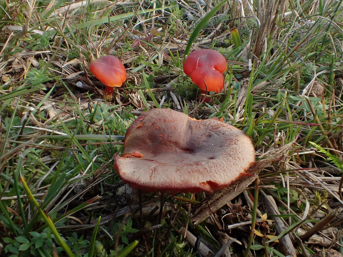 Hygrocybe phaeococcinea (door Leo Jalink)