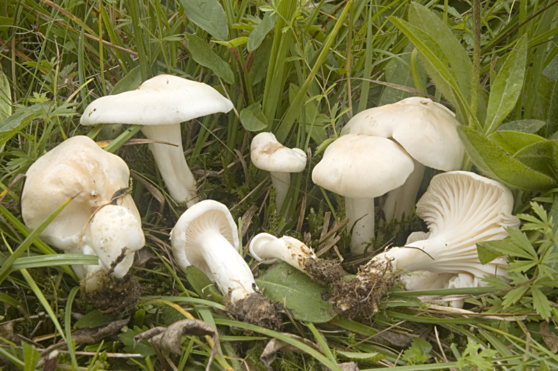 Hygrocybe pratensis var. pallida (door Nico Dam)