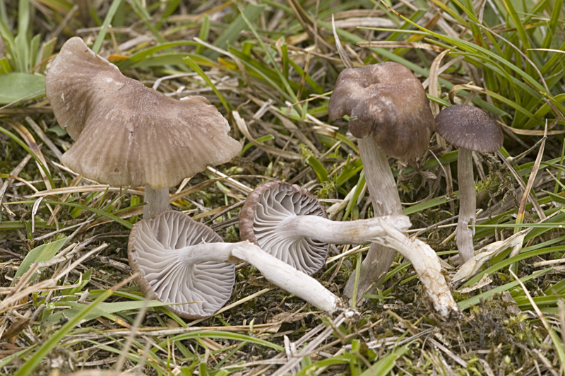 Hygrocybe radiata (door Nico Dam)