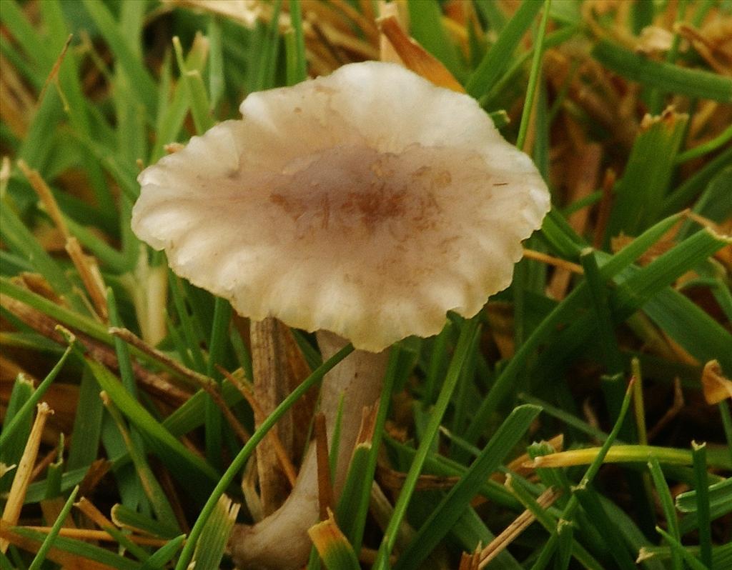 Hygrocybe radiata (door Henk Remijn)