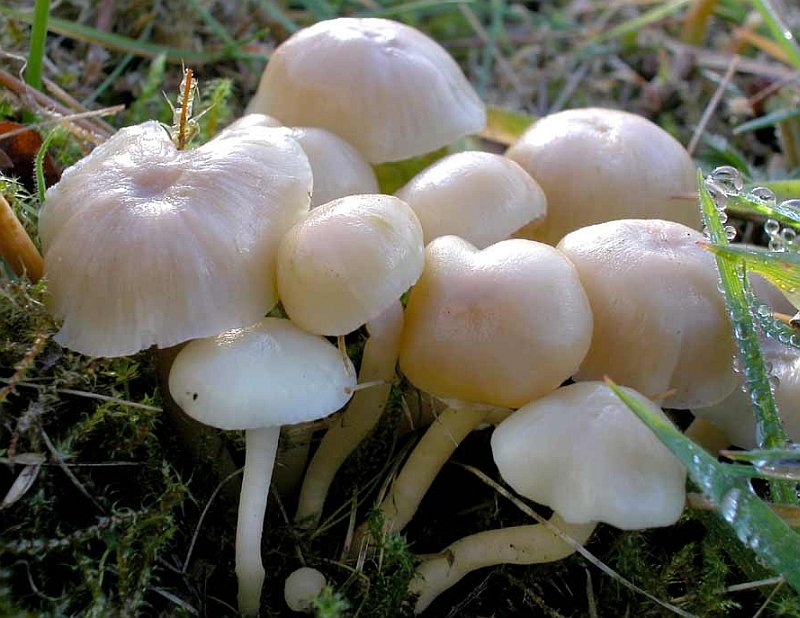 Hygrocybe russocoriacea (door Gerben Winkel)