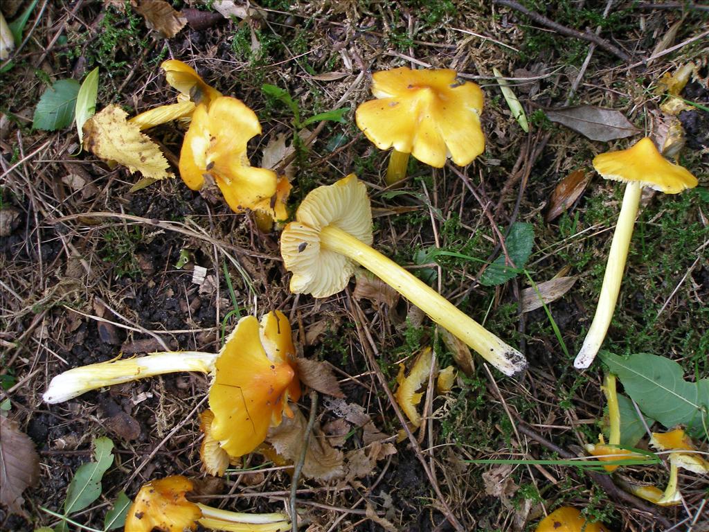 Hygrocybe subglobispora (door Piet Bremer )