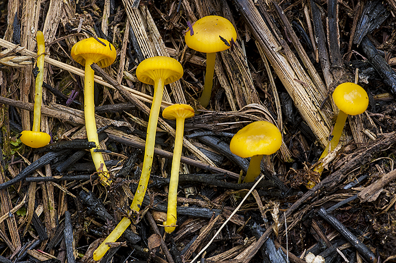 Hygrocybe vitellina (door Nico Dam)