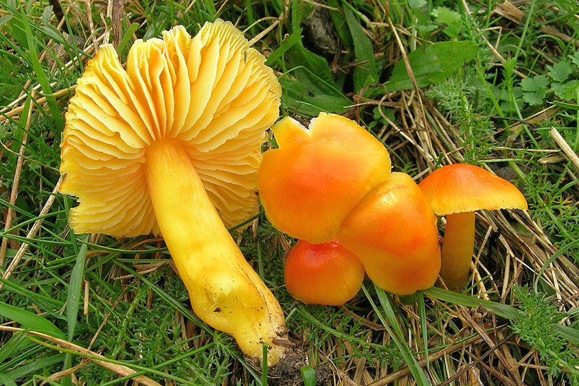 Hygrocybe aurantiosplendens (door Henk Huijser)