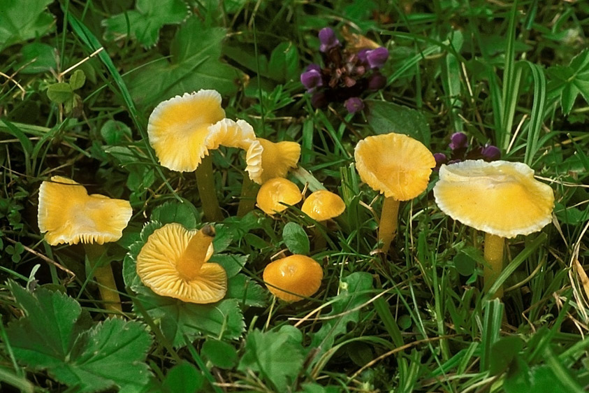 Hygrocybe glutinipes (door Henk Huijser)