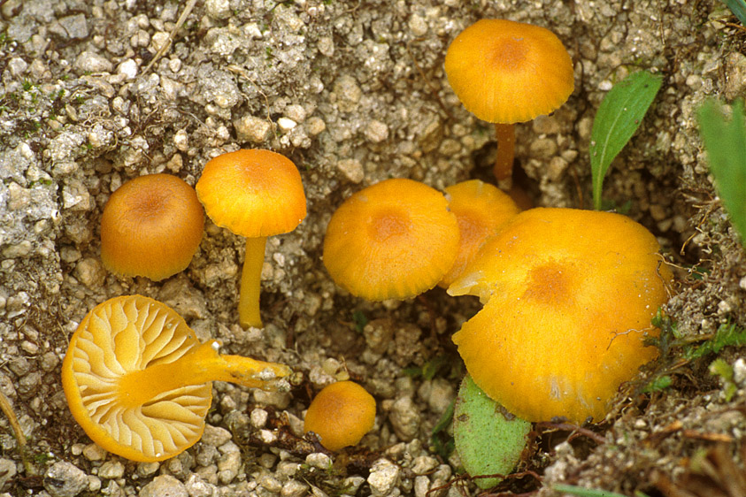 Hygrocybe calciphila (door Henk Huijser)