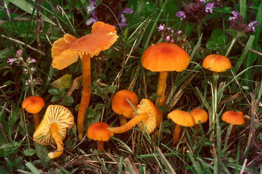 Hygrocybe calciphila (door Henk Huijser)