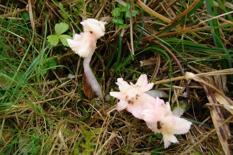 Hygrocybe calyptriformis (door Jan van der Heide)