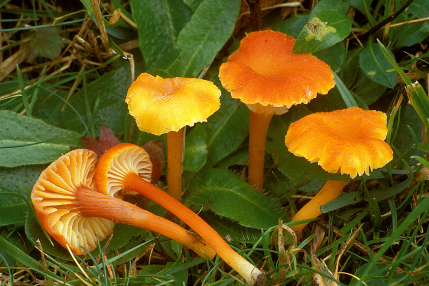 Hygrocybe cantharellus (door Henk Huijser)