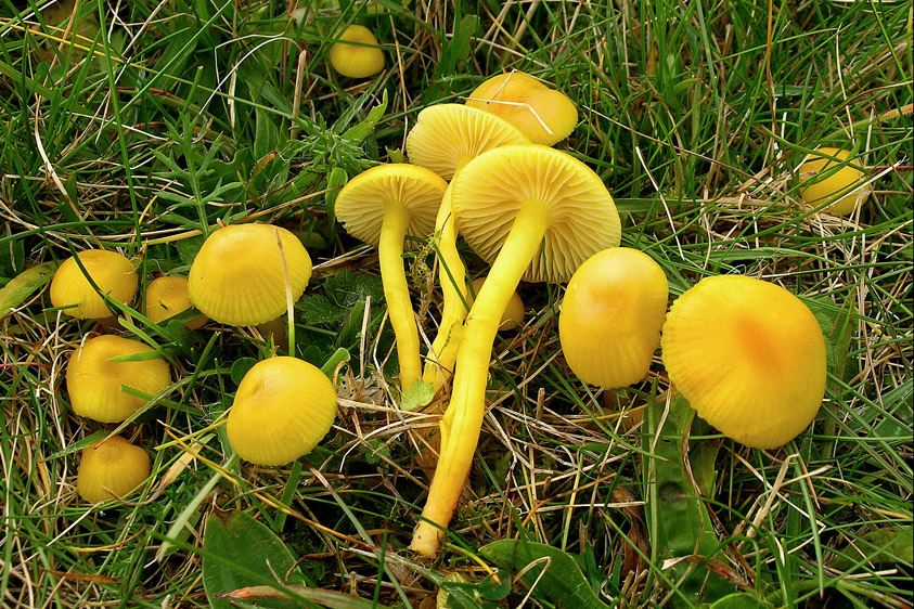 Hygrocybe ceracea (door Henk Huijser)