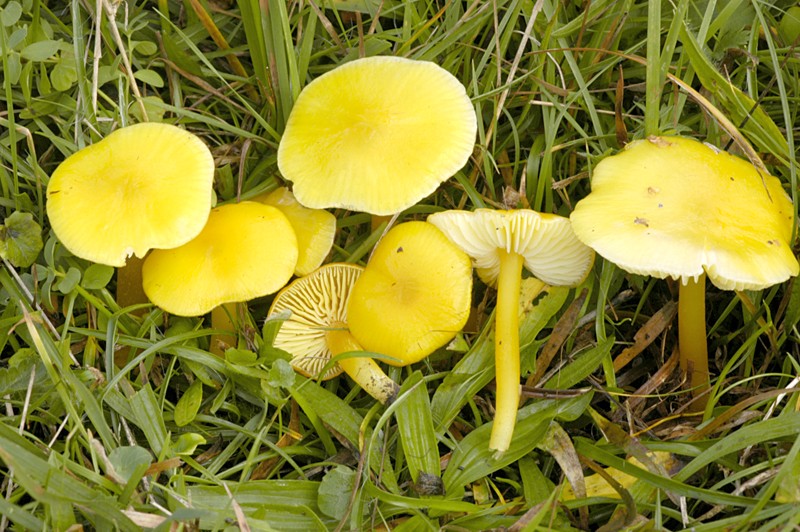 Hygrocybe chlorophana (door Nico Dam)