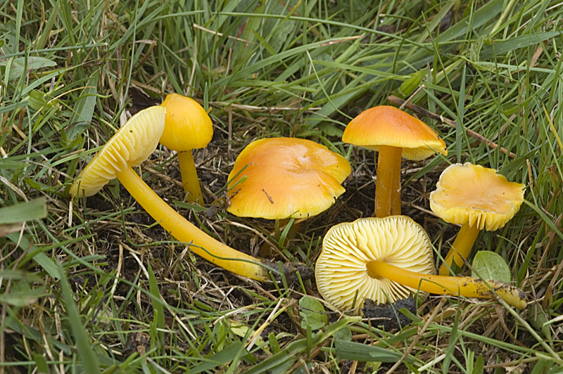 Hygrocybe chlorophana (door Nico Dam)