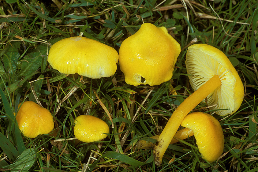 Hygrocybe chlorophana (door Henk Huijser)