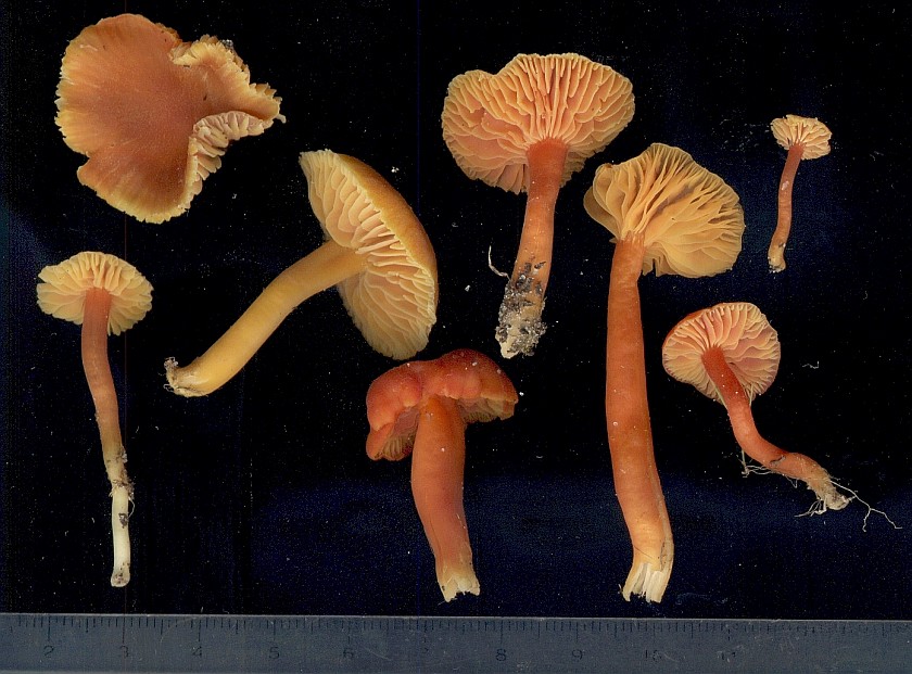 Hygrocybe coccinea (door Aldert Gutter)