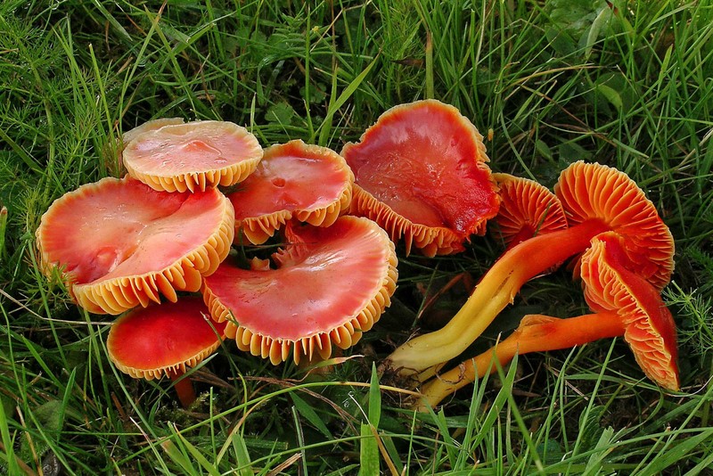 Hygrocybe coccinea (door Henk Huijser)