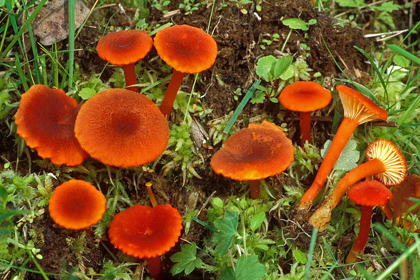 Hygrocybe coccineocrenata (door Henk Huijser)