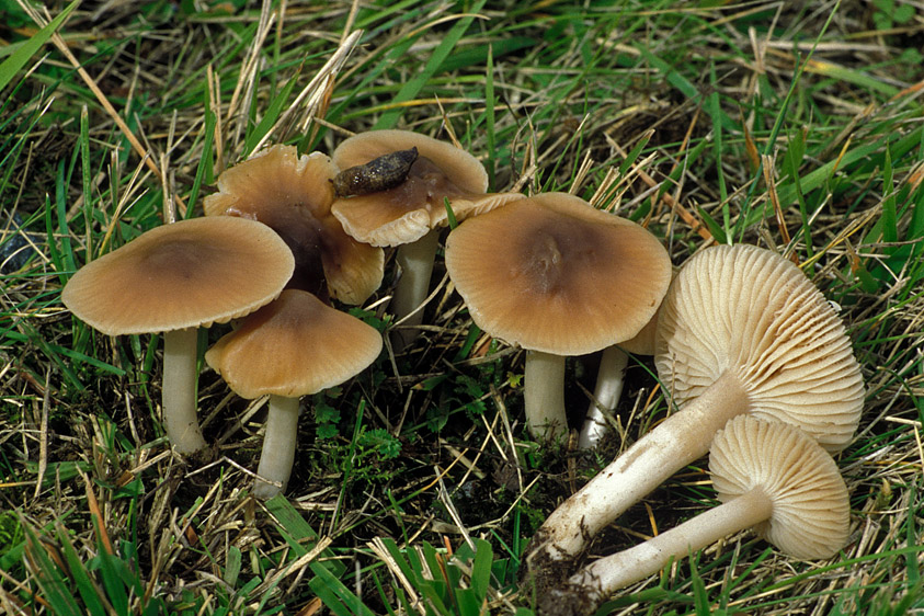 Hygrocybe colemanniana (door Henk Huijser)